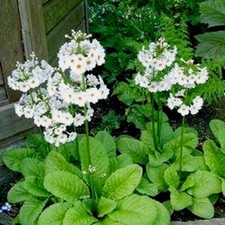 Primula Candelabra Postford White -  150 seeds