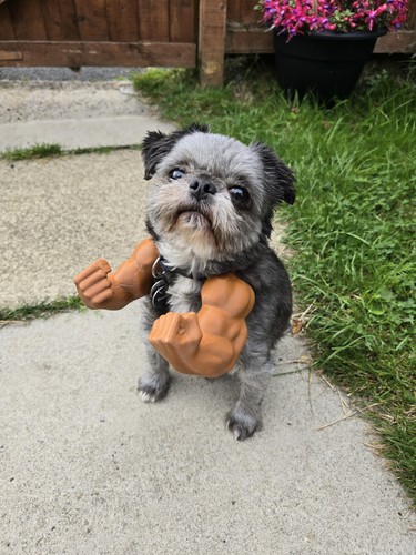 Pet hulk arms costume - costume, for