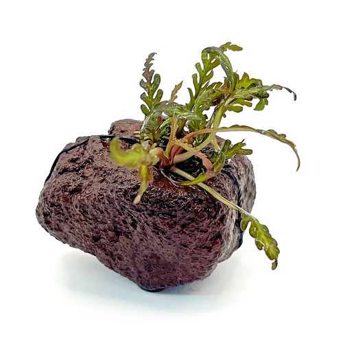 Small lava rock with - small,