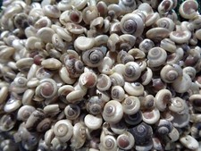 50g - BUTTON TOP BLACK PEARL OVER 200 TINY SEA SHELLS 5 - 10mm  SNAIL Shell