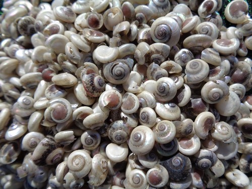 150g tiny seashells button - button, top