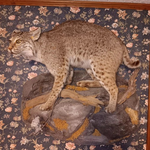 Mounted bobcat - mounted,