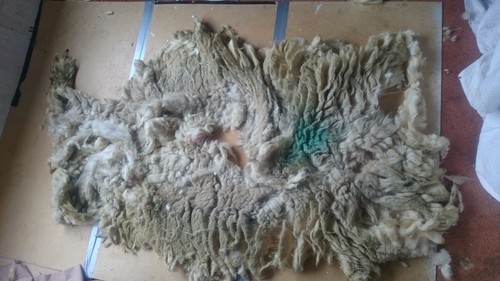 1kg raw sheep - raw, texel