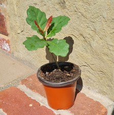 1 English Oak Tree, Quercus Robur,Native Hedge Tree 20 cm tall Grow Acorns