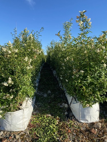 6ft tall wild privet - tall, plant