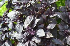 HERB - BASIL - DARK OPAL  -
