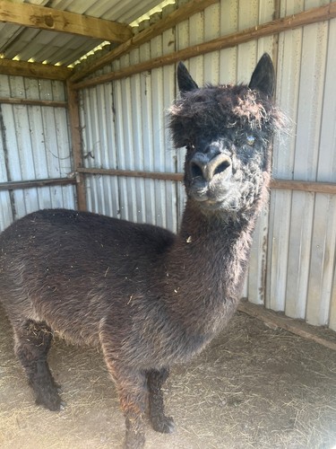 100 raw alpaca fleece - fleece,