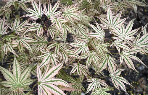 Acer palmatum ikandi japanese - palmatum,
