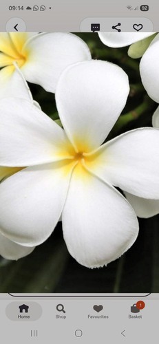 PLUMERIA