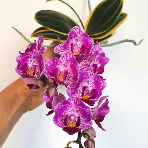 Phalaenopsis sogo vivien - phalaenopsis,