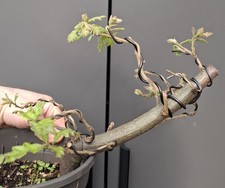Chunky oak bonsai tree - chunky,