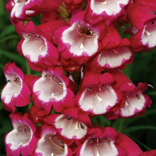 Penstemon amelia jayne hardy - jayne,
