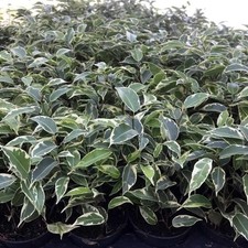 Weeping Fig 'Variegated' (Ficus benjamina)