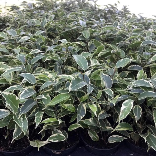 Weeping fig variegated - weeping,