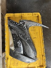 PEUGEOT JETFORCE JET FORCE