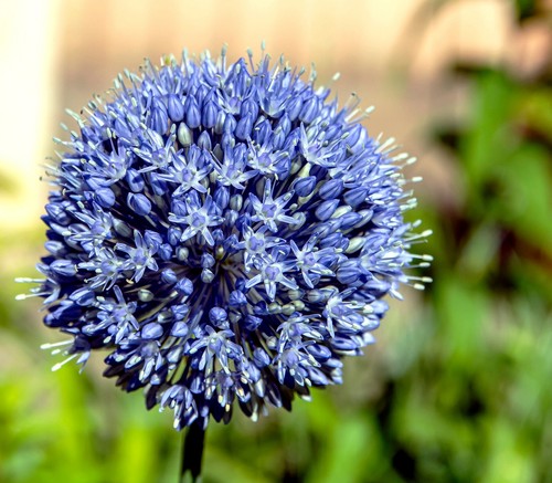 Allium caeruleum - 15, x