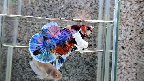 Wysiwyg live betta - live,
