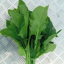 Spinach 'Mikado' F1 Hybrid x1