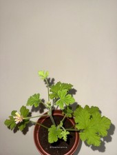 Arabic Geranium Rose Plant