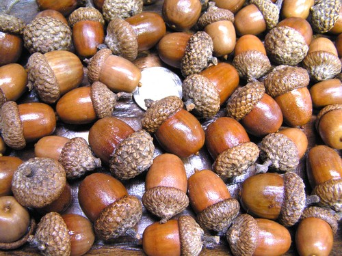 Dried acorns with caps - dried,