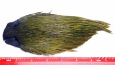 Dyed Olive Indian Cock