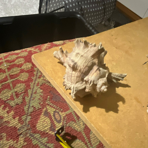 9cm ramose murex - 9cm, sea