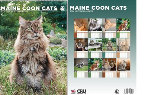 Maine coon cats 2026 - maine,