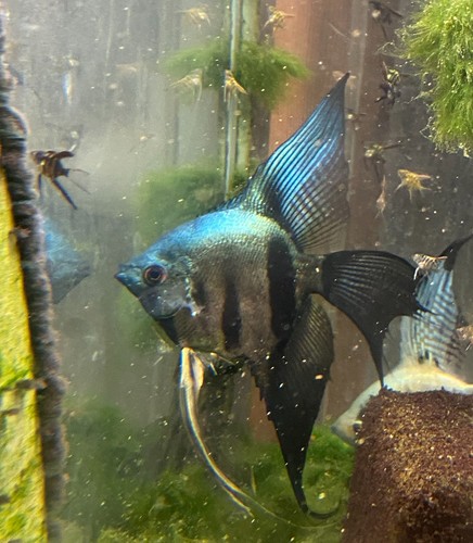 Angelfish pinoy blues - pinoy,,
