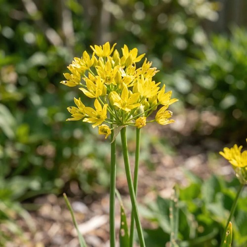 Allium moly jeannine bulbs - allium,