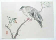 WOODCUT PARROT JAVA SPARROW
