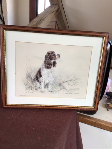 Gill evan springer - springer, spaniel