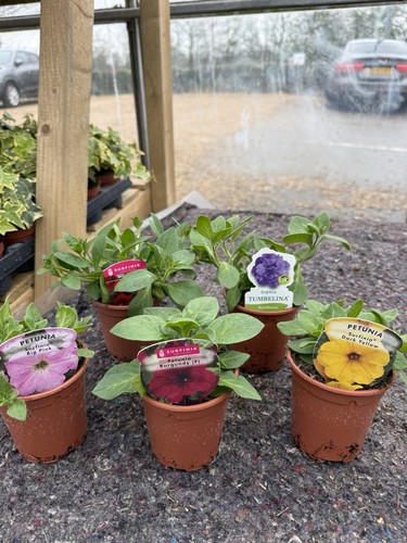 Petunia plants mix 9cm - x,