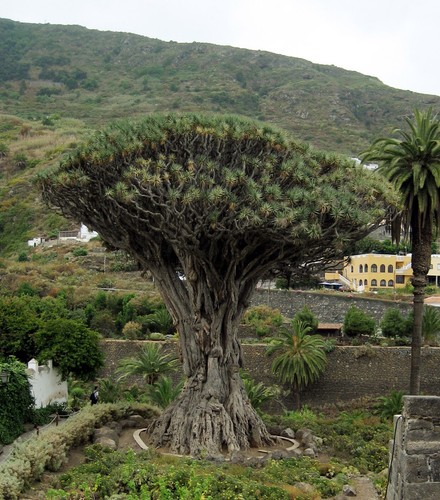 Dracaena draco dragon s - draco,