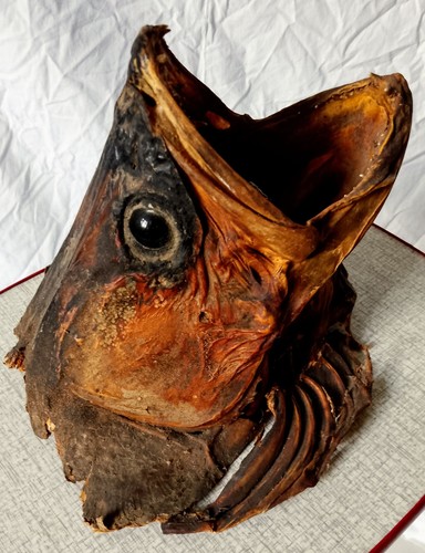Taxidermy barracuda head big - taxidermy,