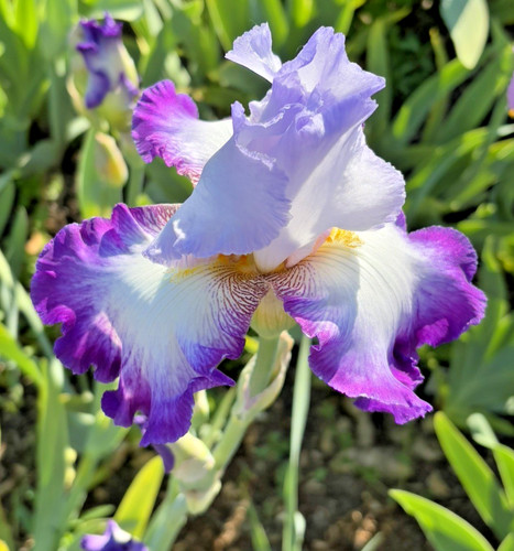 Bearded iris germanica - germanica,