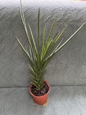Sansevieria Francisii