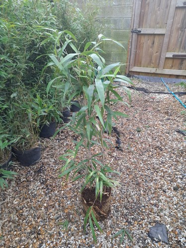 Pseudosasa japonica metake - japonica, 'metake'