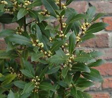 Laurus Nobilis Bay Tree in 1 LTR Pot Cooking Bay Leaf Tree  FREE DELIVERY