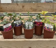 5x Mix Hardy Fuchsia 9cm Pots