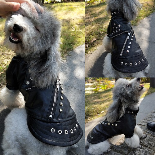 Small dog leather - small,
