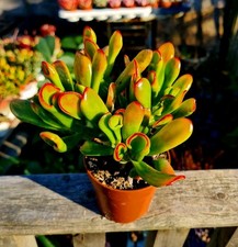 Crassula Ovata Hobbit Sunset succulent plant 