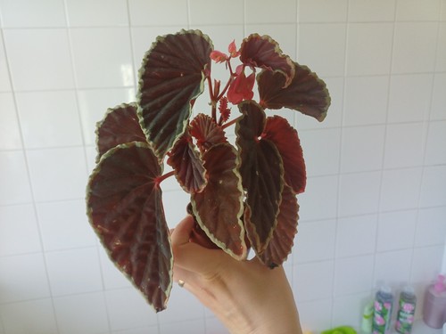 Begonia darthvaderiana green - begonia,