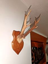 Roe Buck Antlers Vintage