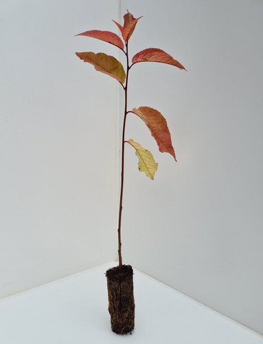 Cherry trees prunus padus - cherry,
