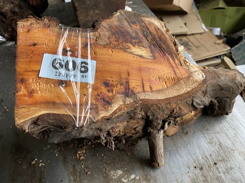 Yew wood pippy burr - yew, yew,burr