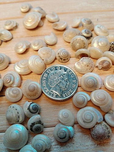 100 white pearl seashells - pearl,