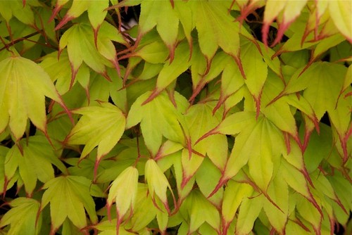 Acer palmatum tsuma beni - palmatum, in