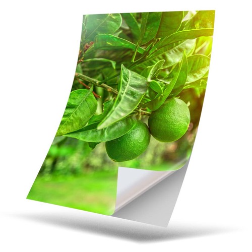 Vinyl sticker citrus - x,