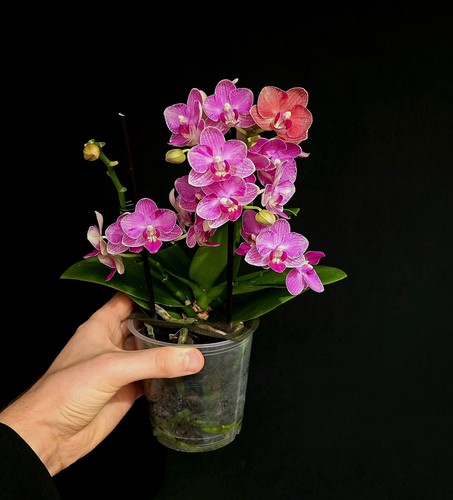 Phalaenopsis mini red compact - phalaenopsis, red.