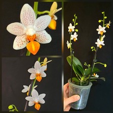 Phalaenopsis Mini Mark. 3